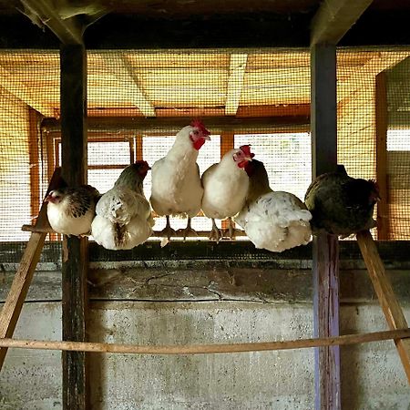 Agriturismo La Vecchia Chioderia Grandola ed Uniti Eksteriør bilde