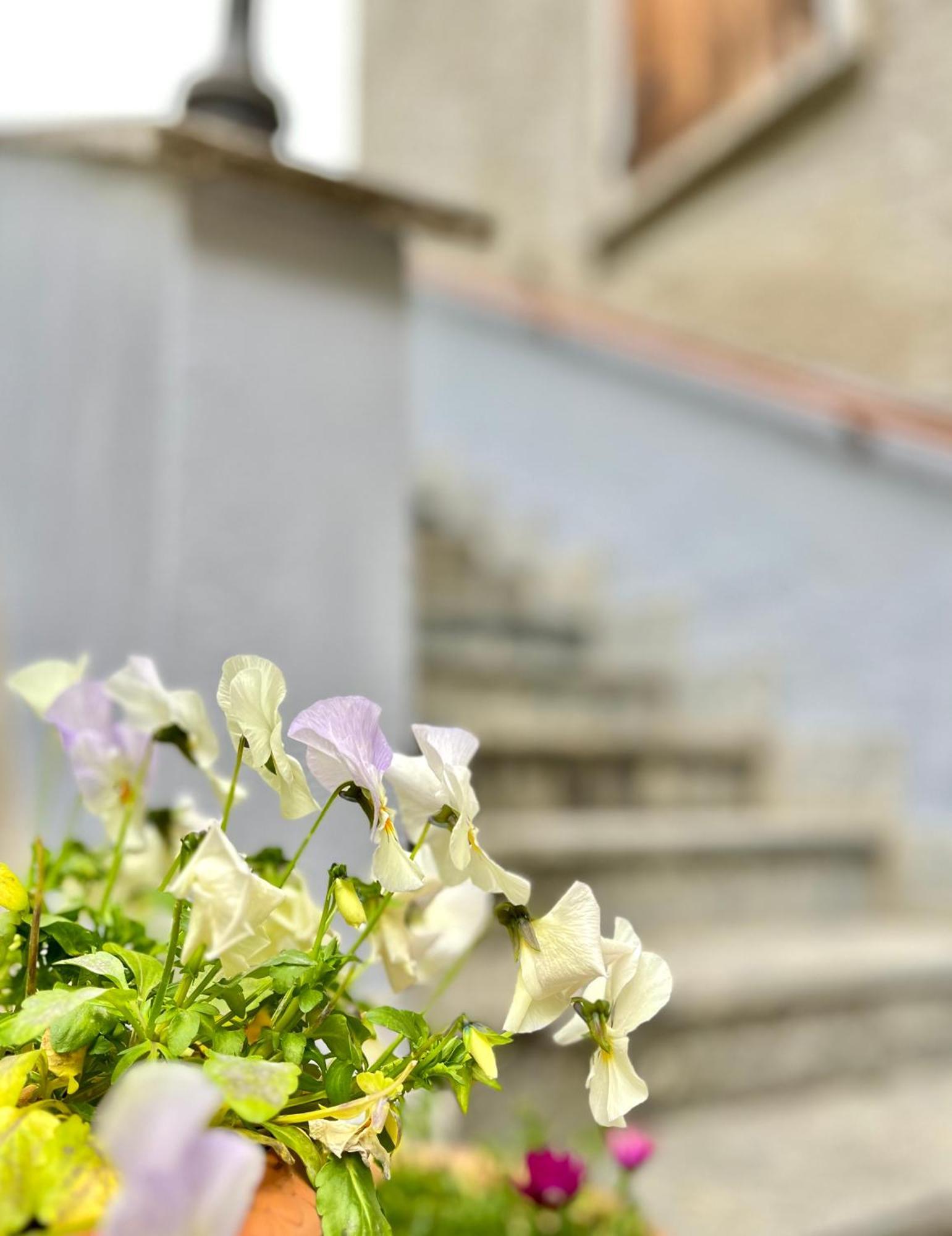 Agriturismo La Vecchia Chioderia Grandola ed Uniti Eksteriør bilde