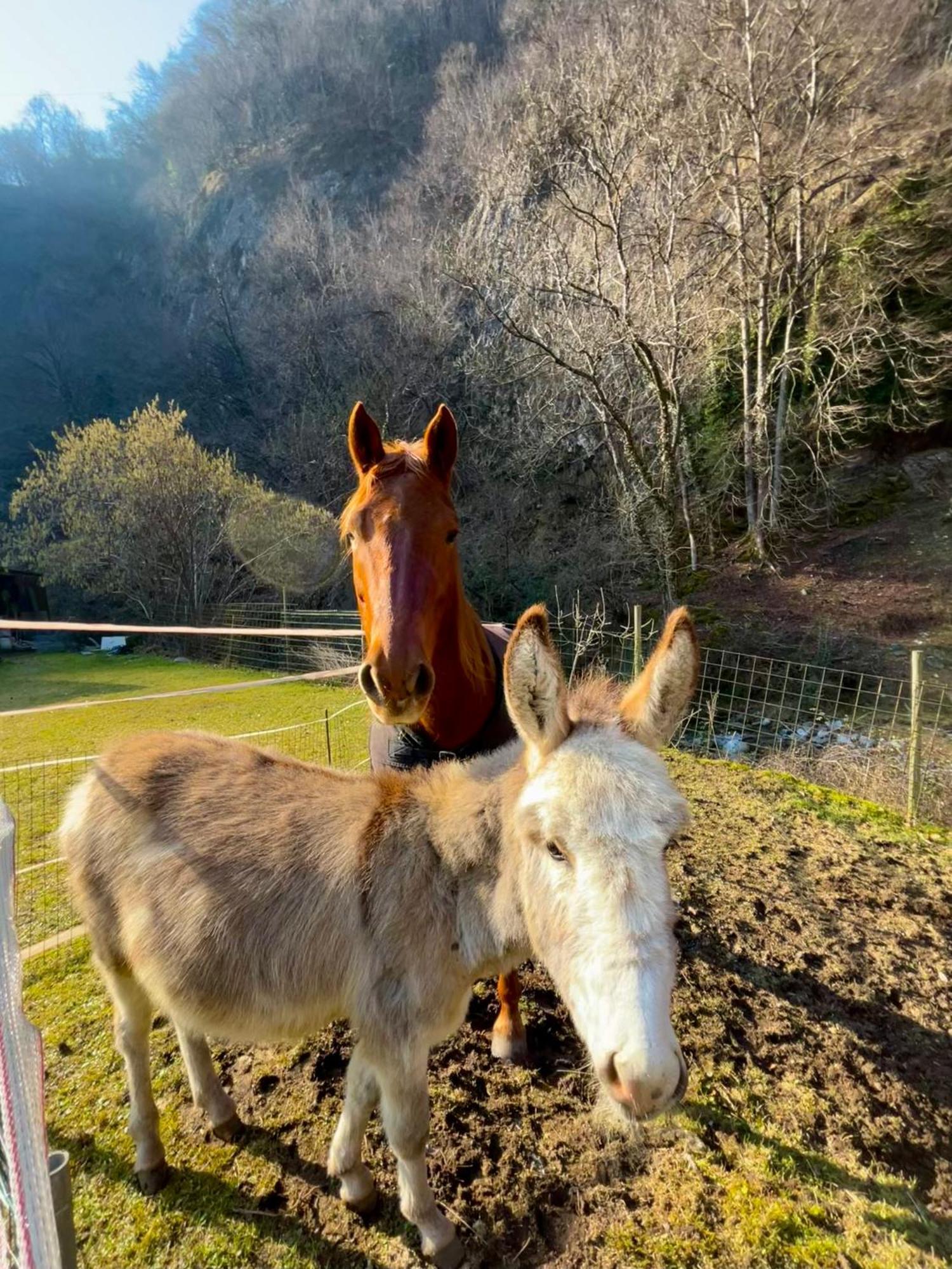 Agriturismo La Vecchia Chioderia Grandola ed Uniti Eksteriør bilde
