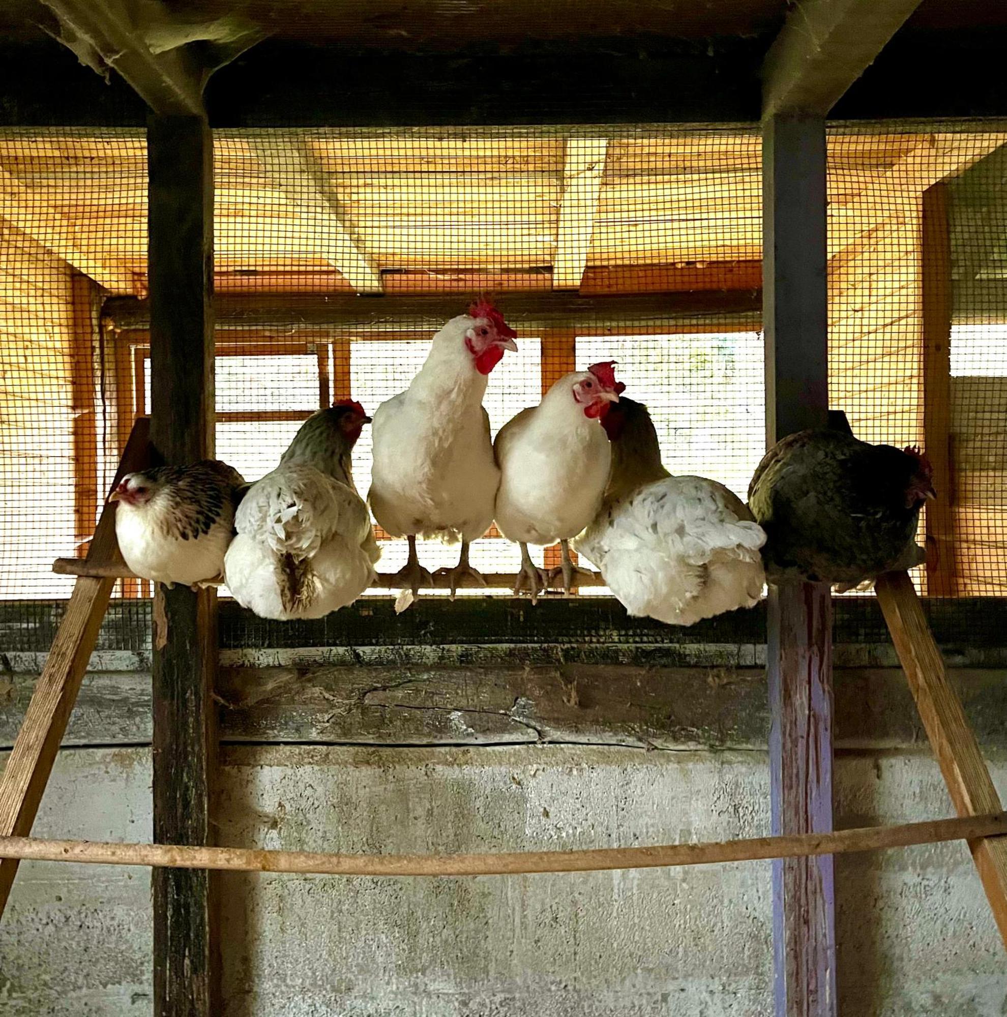Agriturismo La Vecchia Chioderia Grandola ed Uniti Eksteriør bilde